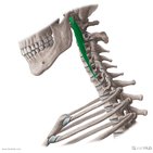 Músculos prevertebrales