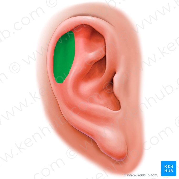 Scaphoid fossa of auricle (Scapha auriculae); Image: Paul Kim