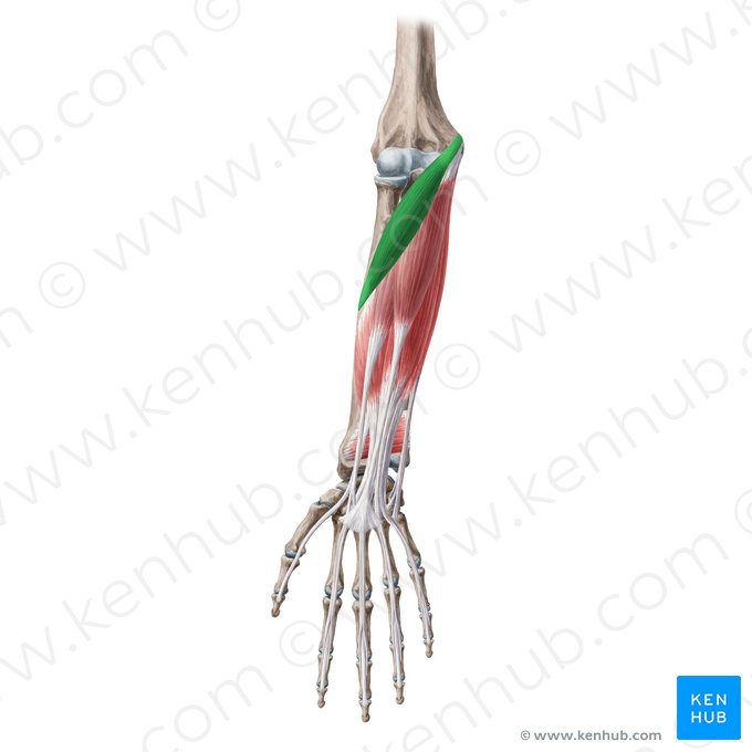 Músculo pronador redondo (Musculus pronator teres); Imagen: Yousun Koh
