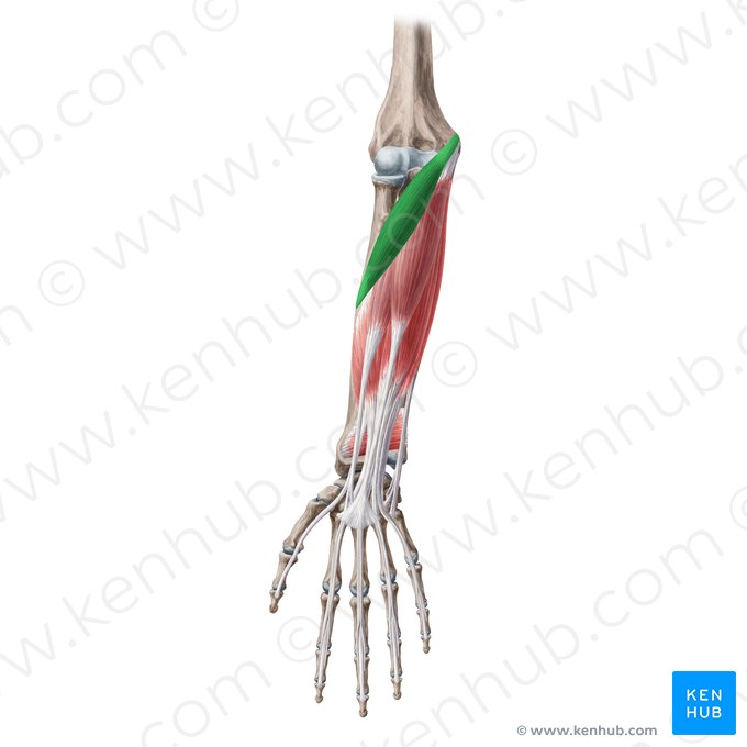 Pronator teres muscle (Musculus pronator teres); Image: Yousun Koh