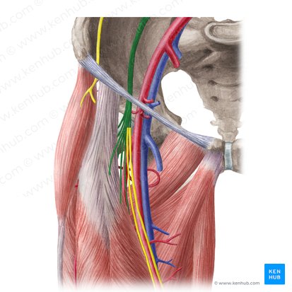 Nervio femoral (Nervus femoralis); Imagen: Liene Znotina