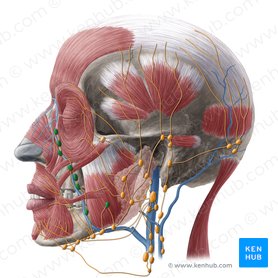 Lymph Nodes Of The Head Neck And Arm Kenhub