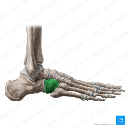 Cuboid bone (Os cuboideum); Image: Liene Znotina