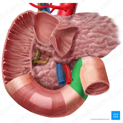 Porção ascendente do duodeno (Pars ascendens duodeni); Imagem: Begoña Rodriguez