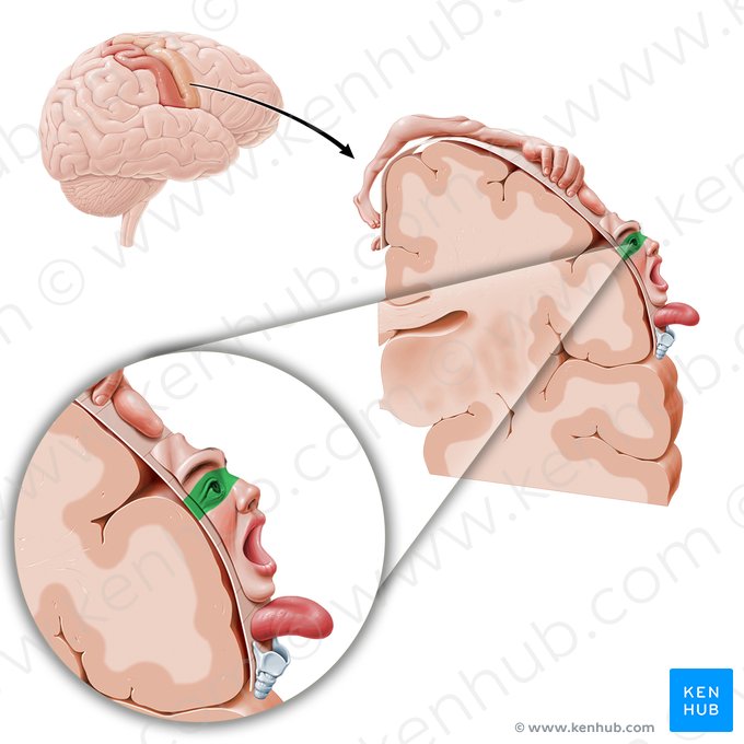 Córtex motor do olho (Cortex motorius regionis oculi); Imagem: Paul Kim