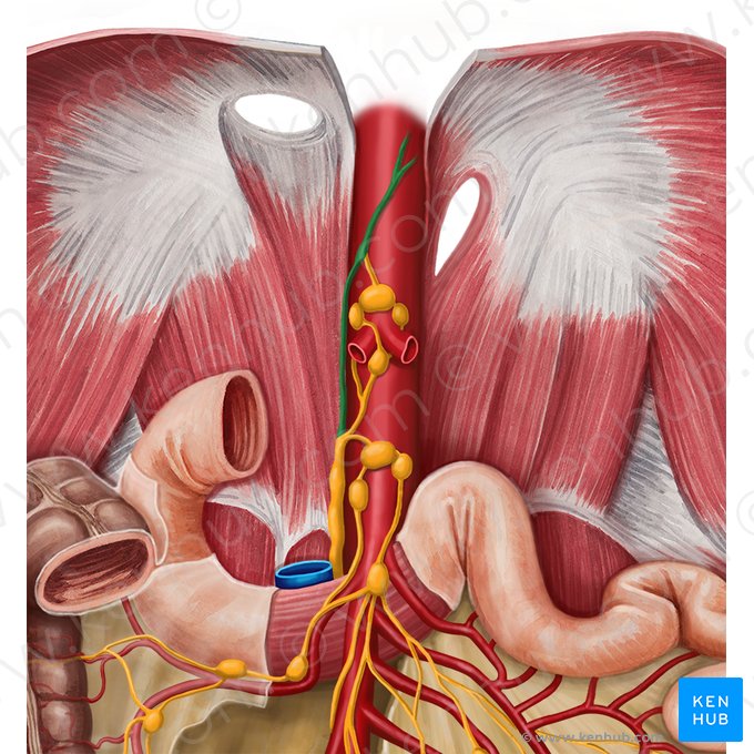 Thoracic duct (Ductus thoracicus); Image: Irina Münstermann