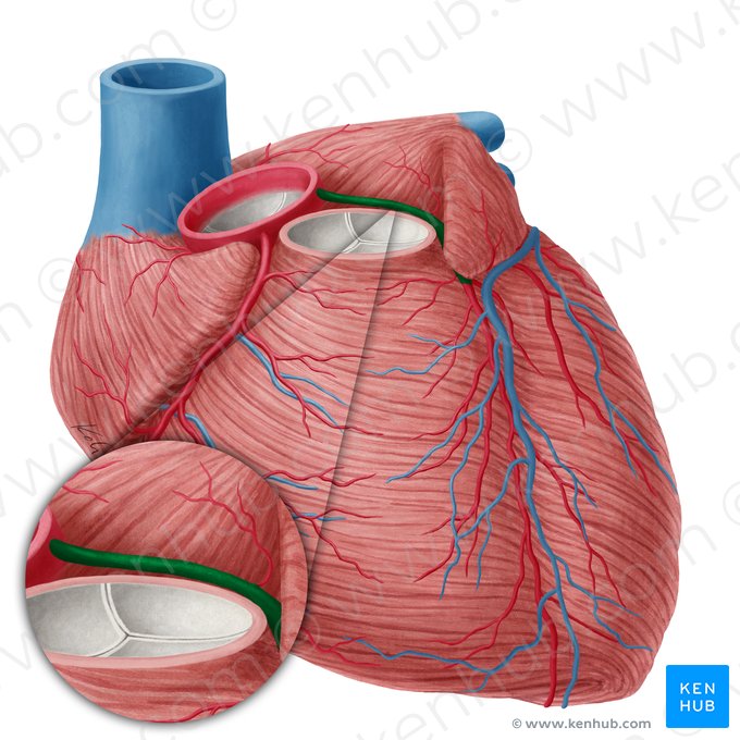 Left coronary artery (Arteria coronaria sinistra); Image: Yousun Koh