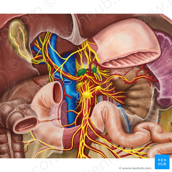 Gânglios celíacos (Ganglia coeliaca); Imagem: Irina Münstermann