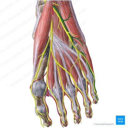 Lateral plantar artery (Arteria plantaris lateralis); Image: Liene Znotina