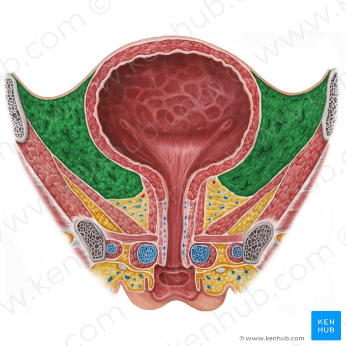 Paracystium; Image: Irina Münstermann