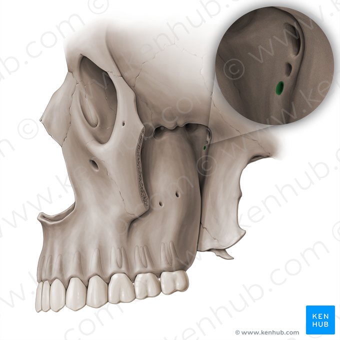 Conducto palatovaginal (Canalis palatovaginalis); Imagen: Paul Kim