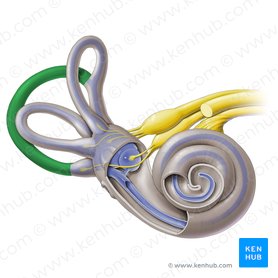 Conducto semicircular posterior (Canalis semicircularis posterior); Imagen: Paul Kim