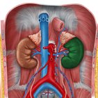 Reins, uretères et glandes surrénales