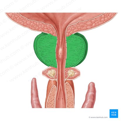 Próstata (Prostata); Imagem: Samantha Zimmerman
