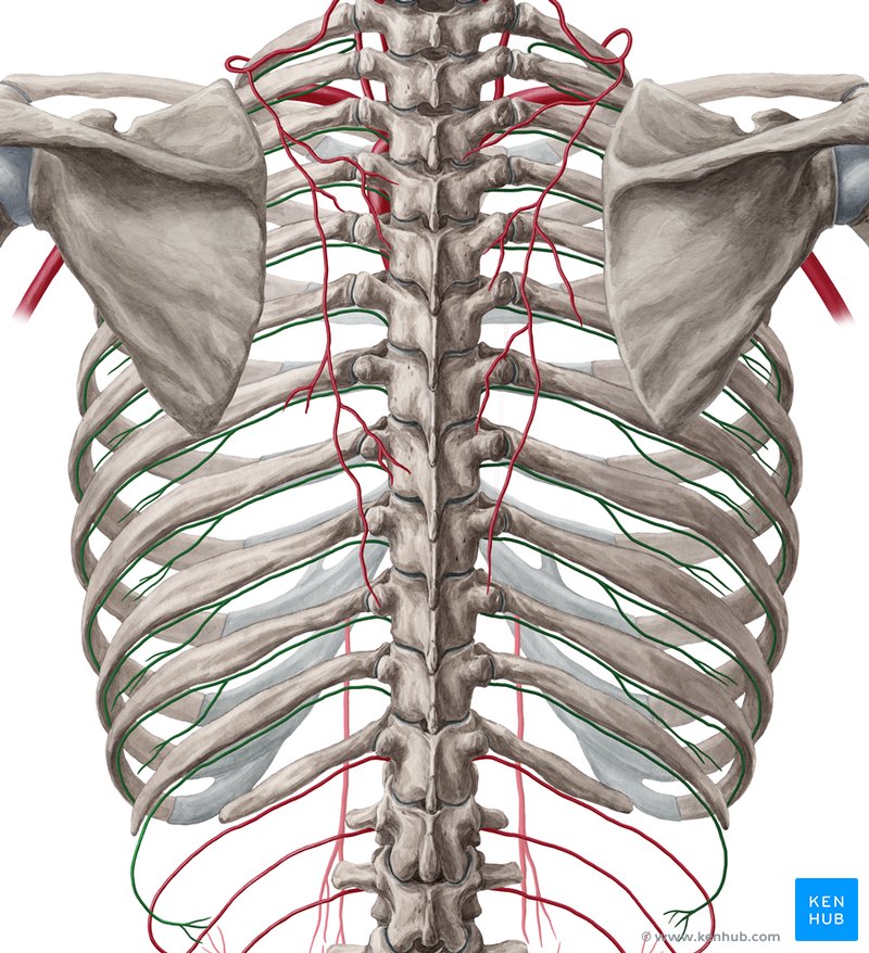 Arteriae intercostales posteriores Anatomie und Äste Kenhub