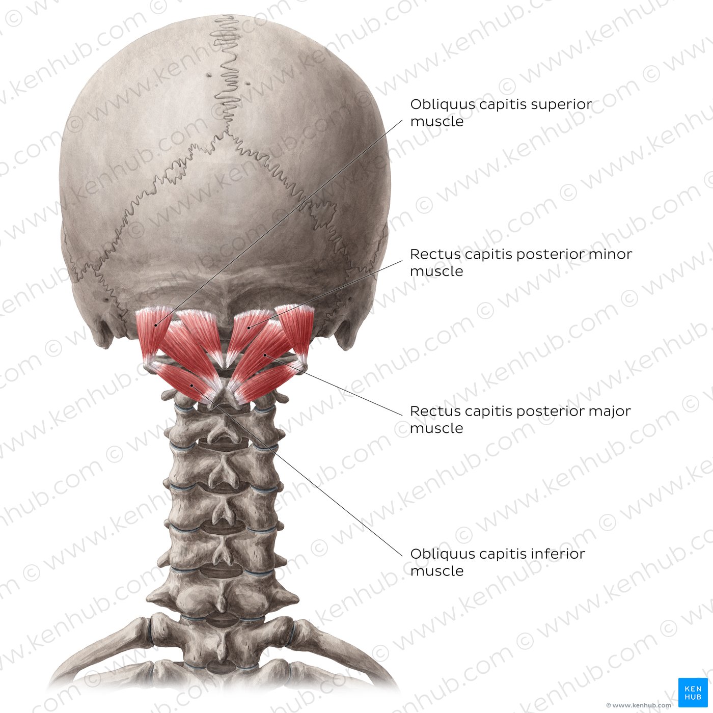 Suboccipital muscles
