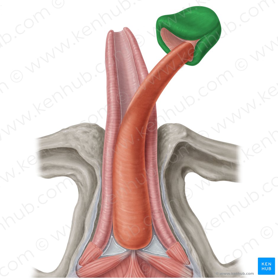 Pene Anatomia Funcion Ereccion Eyaculacion Kenhub