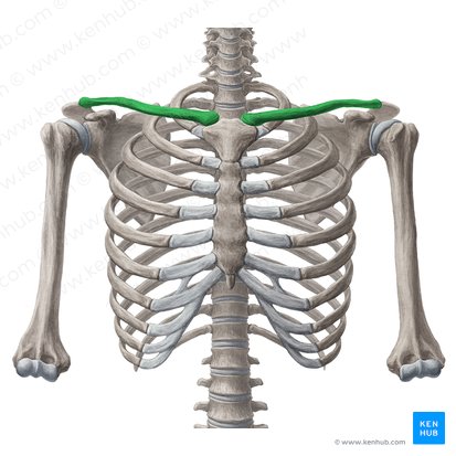 Clavícula (Clavicula); Imagen: Yousun Koh