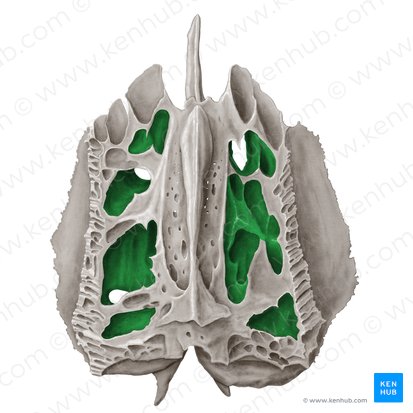 Celdillas etmoidales (Cellulae ethmoidales); Imagen: Samantha Zimmerman