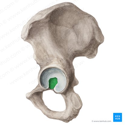 Fosa acetabular del hueso coxal (Fossa acetabuli ossis coxae); Imagen: Liene Znotina
