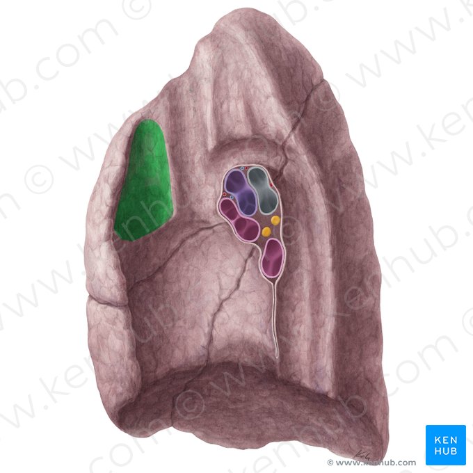 Thymic impression of right lung (Impressio thymi pulmonis dextri); Image: Yousun Koh
