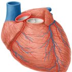 Smallest cardiac veins (Thebesian veins)