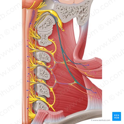 Accessory nerve (Nervus accessorius); Image: Paul Kim
