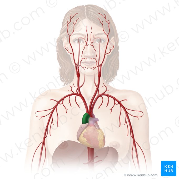 Ascending aorta (Aorta ascendens); Image: Begoña Rodriguez