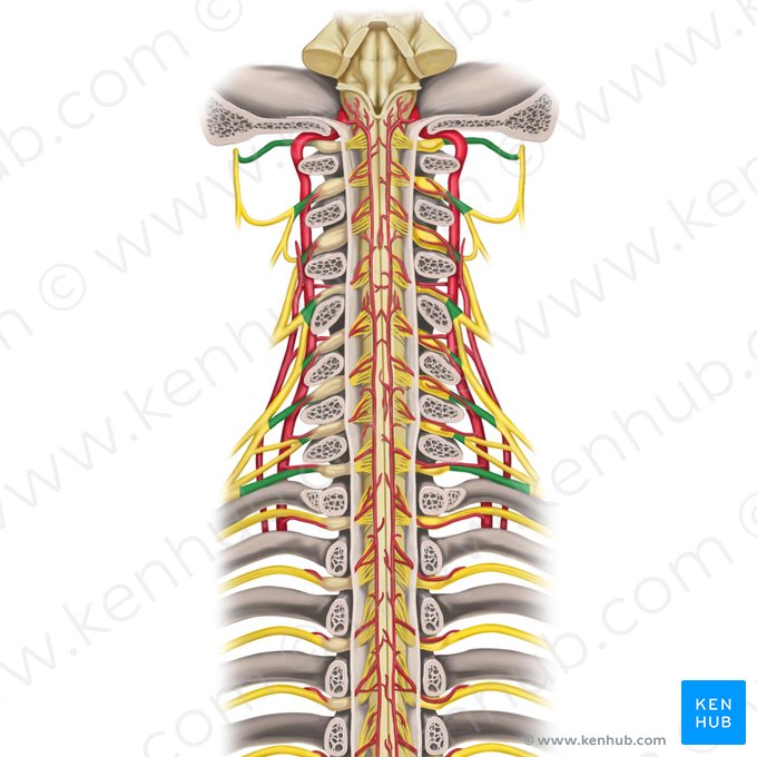 Nervios espinales C1-C8 (Nervi spinales C1-C8); Imagen: Rebecca Betts