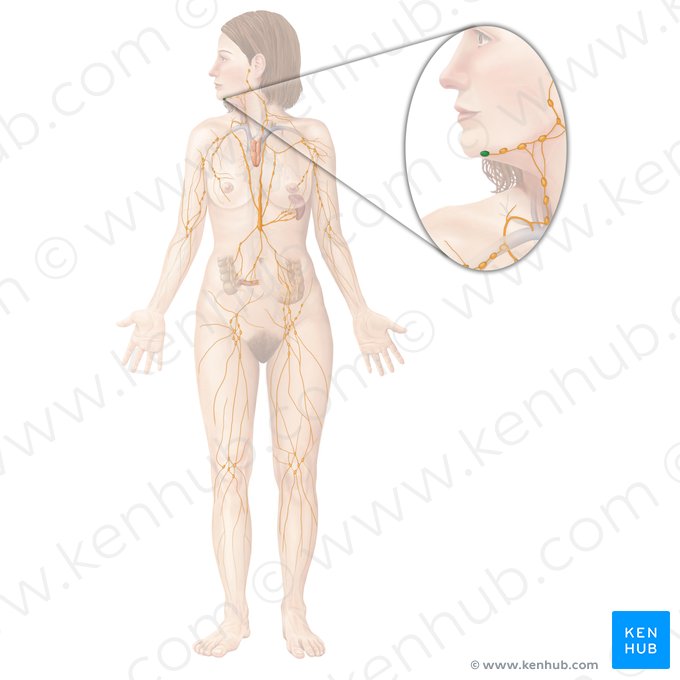 Nodi lymphoidei submentales (Submentale Lymphknoten); Bild: Begoña Rodriguez