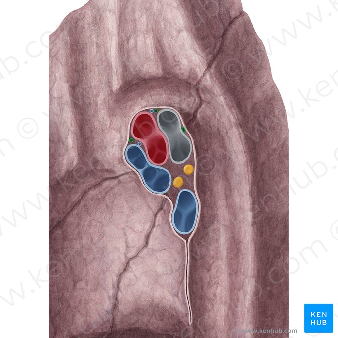 Arteria bronchialis (Bronchialarterie); Bild: Yousun Koh