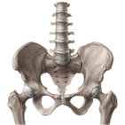 Pelvis osseux