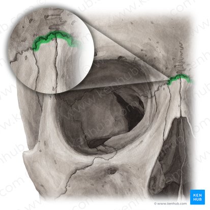Frontonasal suture (Sutura frontonasalis); Image: Yousun Koh
