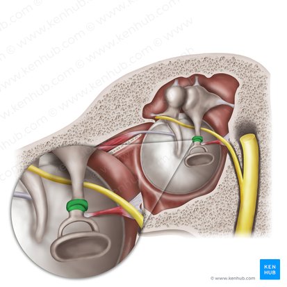 Incudostapedial joint (Articulatio incudostapedialis); Image: Mao Miyamoto