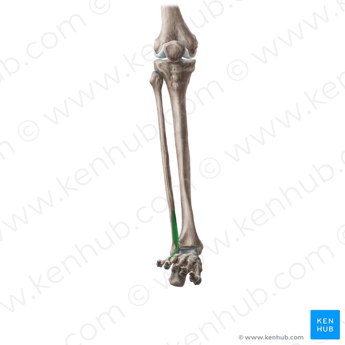 Músculo fibular terceiro (Musculus fibularis tertius); Imagem: Liene Znotina