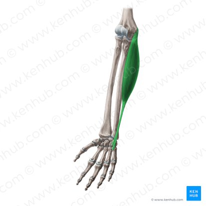 Musculus flexor carpi ulnaris (Ellenseitiger Handbeuger); Bild: Yousun Koh