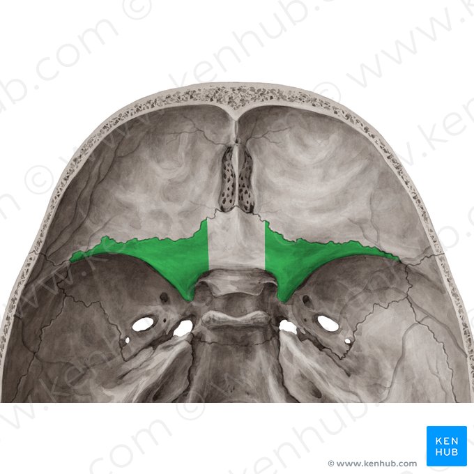 Lesser wing of sphenoid bone (Ala minor ossis sphenoidalis); Image: Yousun Koh