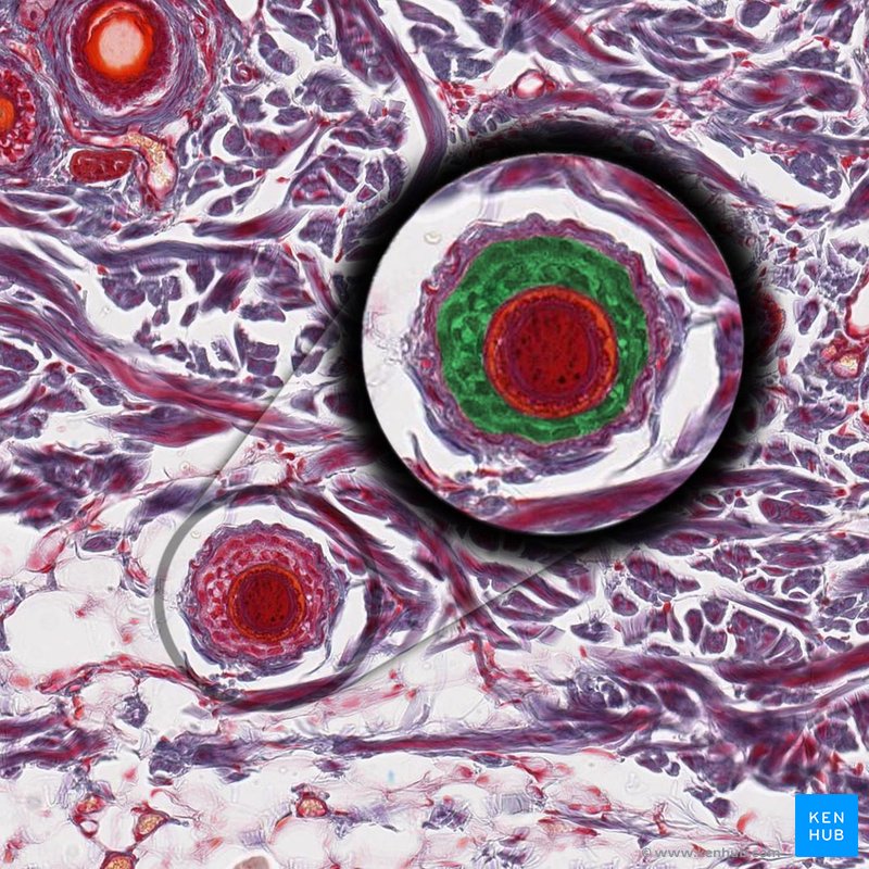 External rooth sheath - histological slide