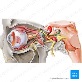 Nervus oculomotorius (Augenbewegungsnerv); Bild: Paul Kim