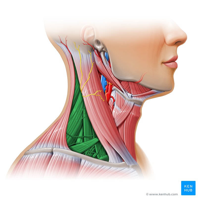 Posterior cervical triangle - lateral view