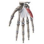 Hypothenar muscles