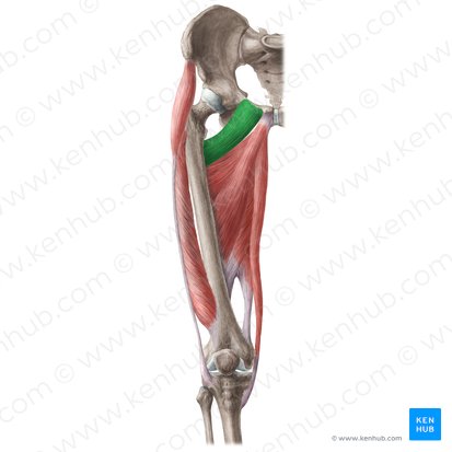 Músculo pectíneo (Musculus pectineus); Imagem: Liene Znotina