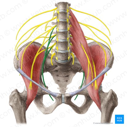 Obturator nerve (Nervus obturatorius); Image: Liene Znotina