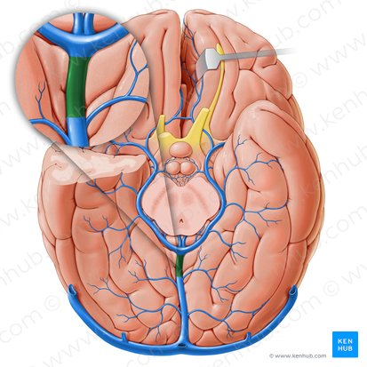 Veia cerebral magna (Vena magna cerebri); Imagem: Paul Kim