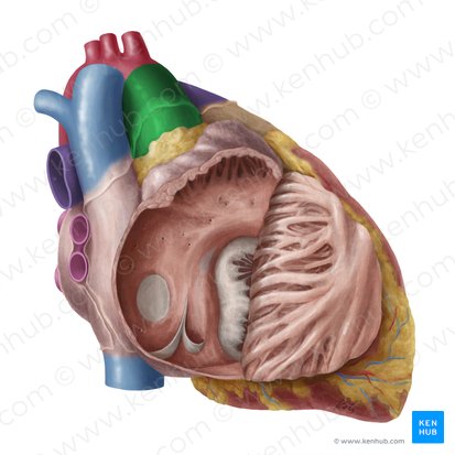 Aorte ascendante (Aorta ascendens); Image : Yousun Koh