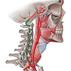 Arteria vertebral 