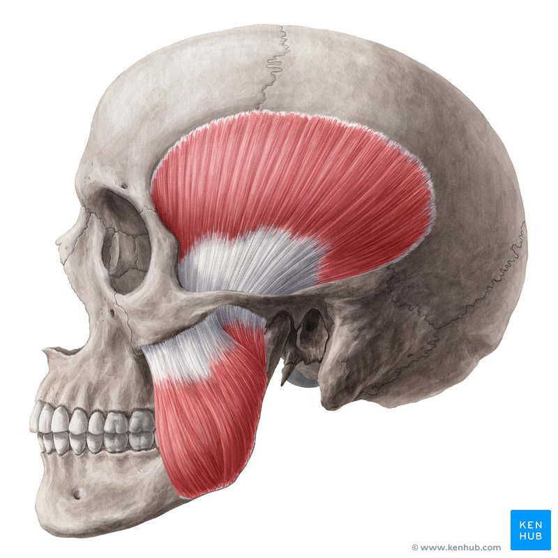 Muscles of mastication (Masticatory muscles): Temporalis, masseter, medial pterygoid and lateral pterygoid