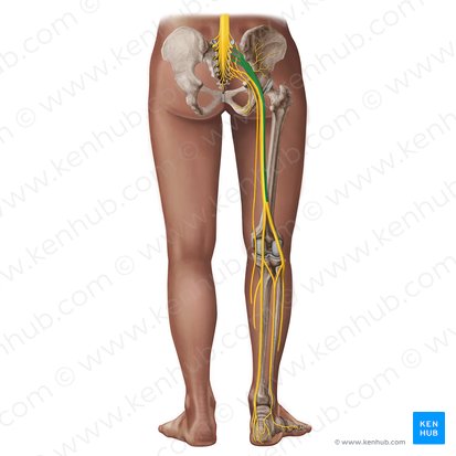 División fibular común del nervio ciático (Divisio fibularis communis nervi ischiadici); Imagen: Irina Münstermann