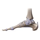 Ankle joint