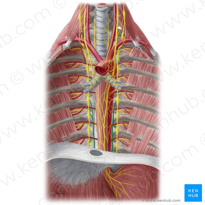 Greater thoracic splanchnic nerve (Nervus splanchnicus thoracicus major); Image: Yousun Koh